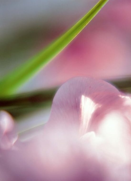 Purple Flower and green leaf Canvas Art - Panoramic Images (27 x 36)