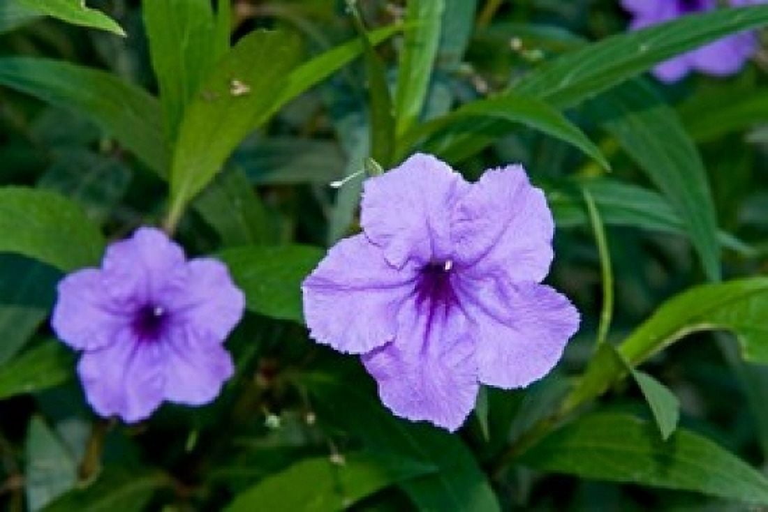 Purple Flowers Antigua West Indies Caribbean Canvas Art - Nico Tondini DanitaDelimont (36 x 24)
