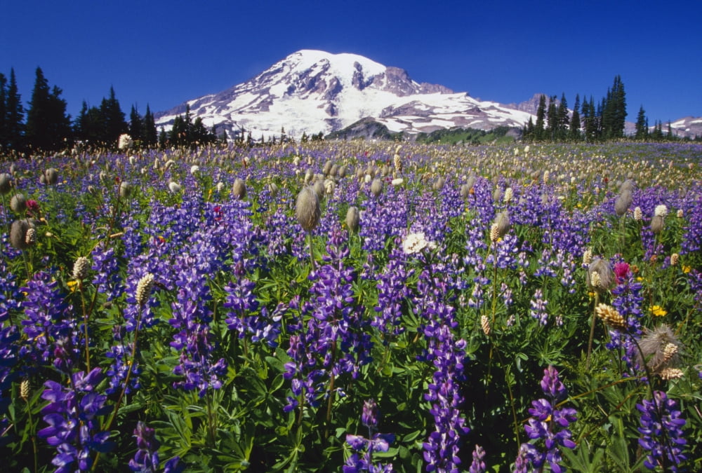 Purple Flowers Blooming Beneath Mount Rainier Paradise Park Valley Canvas Art - Natural Selection Craig Tuttle Design Pics (18 x 12)