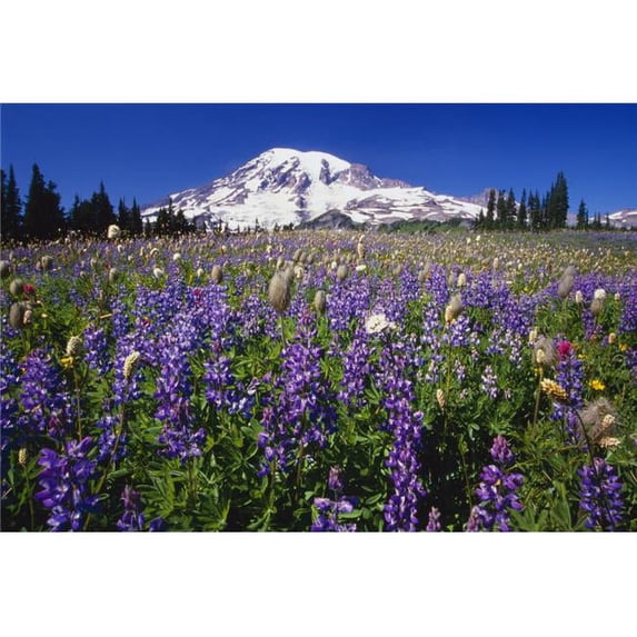 Purple Flowers Blooming Beneath Mount Rainier Paradise Park Valley Poster Print