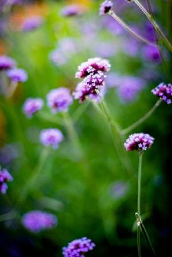 Purple Flowers Canvas Art - Beth Wold (12 x 18)