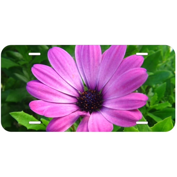 Purple Flowers Novelty Car Auto License Plate