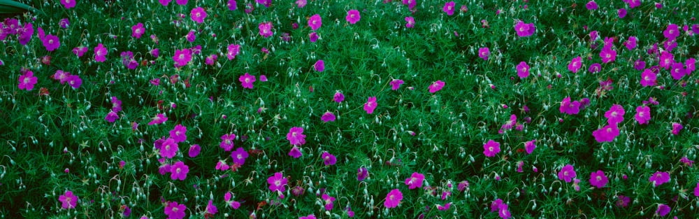 Purple Flowers Taft Gardens Ojai California Canvas Art - Panoramic Images (27 x 9)