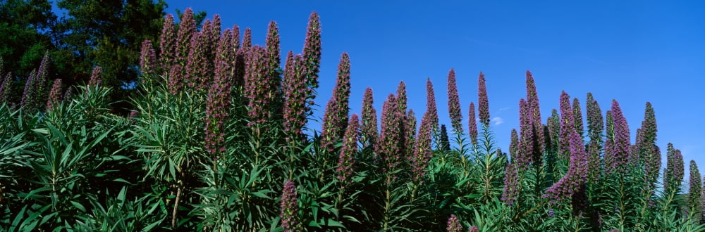 Purple Flowers Taft Gardens Ojai California Canvas Art - Panoramic Images (36 x 12)