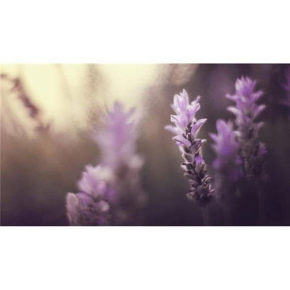 Purple Flowers in Winter Light - Sharon Valley Israel Poster Print - 40 x 22 in. - Large