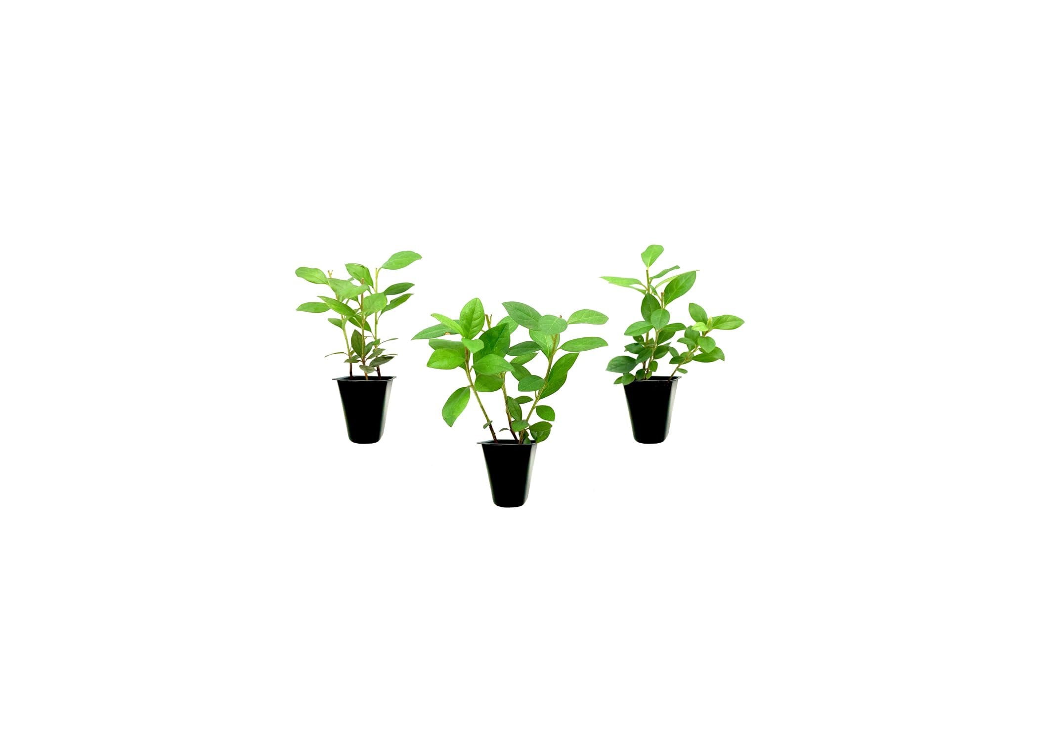 Purple Formosa Azalea  3 Live Plants  Rhododendron Formosum  Lush Flowering Shrub  Hardy Garden Landscape Accent  Vibrant Spring Blooms