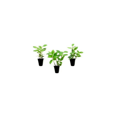 Purple Formosa Azalea 3 Live Plants Rhododendron Formosum Lush Flowering Shrub Hardy Garden Landscape Accent Vibrant Spring Blooms