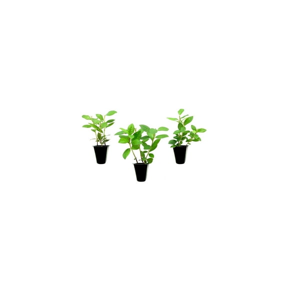 Purple Formosa Azalea 40 Live Plants Rhododendron Formosum Lush Flowering Shrub Hardy Garden Landscape Accent Vibrant Spring Blooms