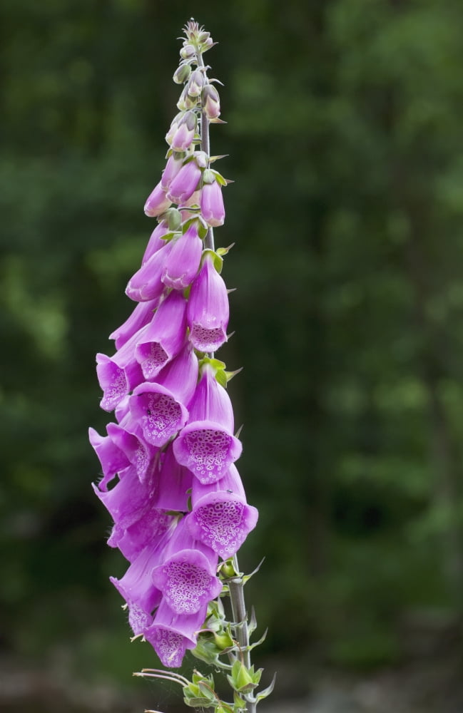 Purple Foxglove Northumberland England Canvas Art - John Short Design Pics (12 x 19)