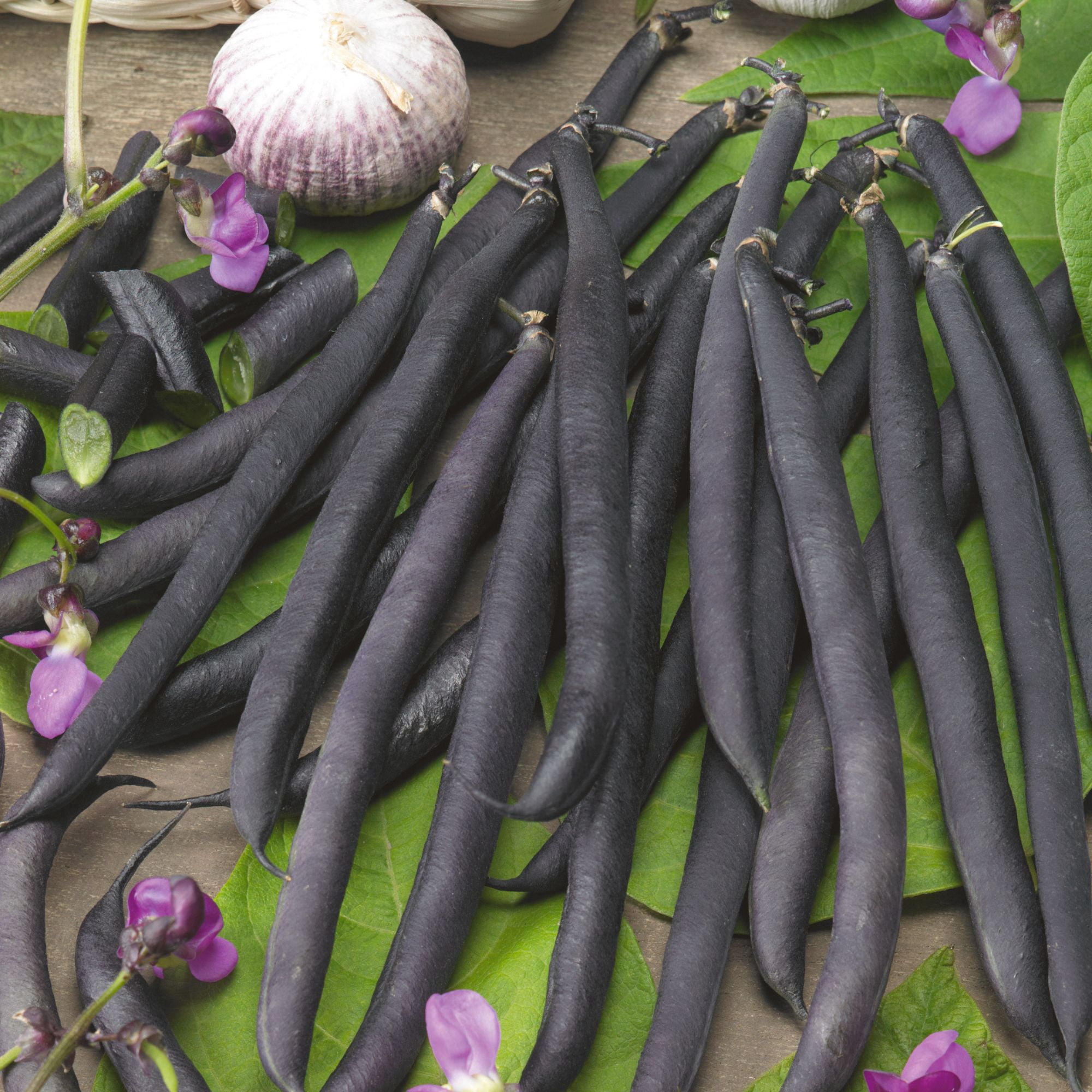 Purple French Filet Pole Bean Seed 1 Lb ~1,300 Seeds – Heirloom, Non-GMO – Tender Snap Beans – Vining 6–8 ft Plants – Purple Pods Turn Green When Cooked – 50–60 Days – Grows in Beds & Containers