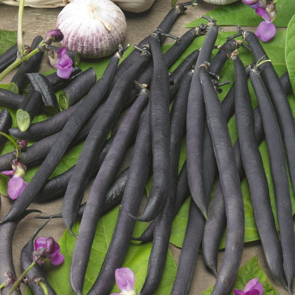 Purple French Filet Pole Bean Seed 15 Gram ~40 Seeds – Heirloom, Non-GMO – Tender Snap Beans – Vining 6–8 ft Plants – Purple Pods Turn Green When Cooked – 50–60 Days – Grows in Beds & Containers
