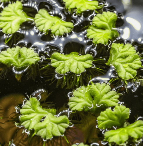 Purple Fringed Riccia Ricciocarpos Natans Floating Aquarium Plant