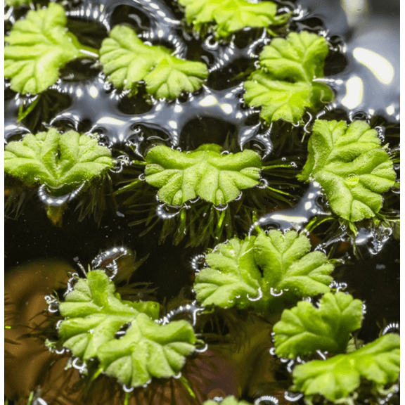 Purple Fringed Riccia Ricciocarpos Natans Floating Aquarium Plant