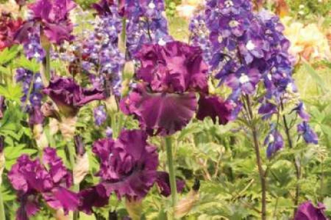 Purple Garden I Canvas Art - Maureen Love (24 x 36)
