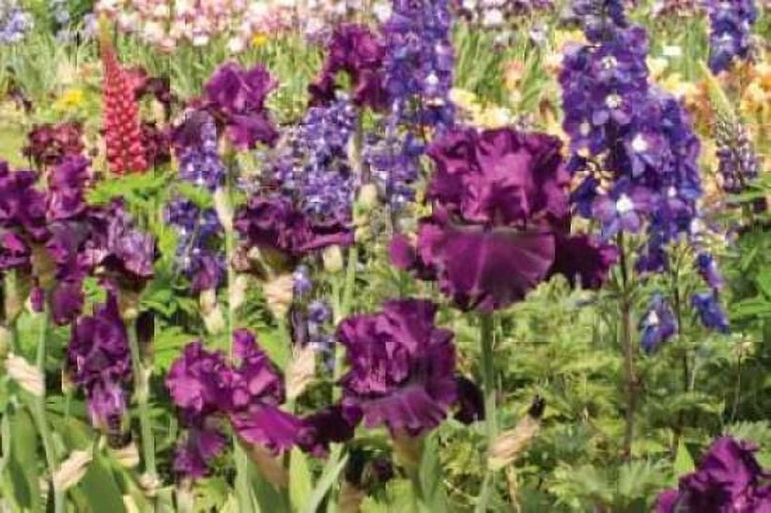 Purple Garden II Canvas Art - Maureen Love (24 x 36)