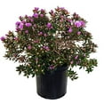 thumbnail image 1 of Purple Gem Rhododendron, 1 of 7
