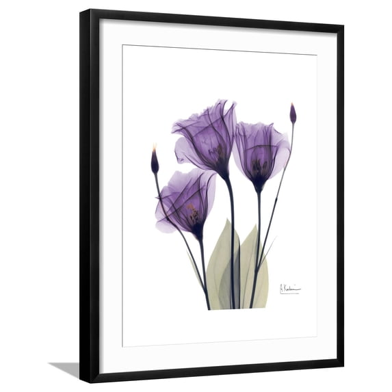 Art.com Purple Gentian Triplet Premium Giclee Print by Albert Koetsier, Black Frame Wall Art, 23" x 29"