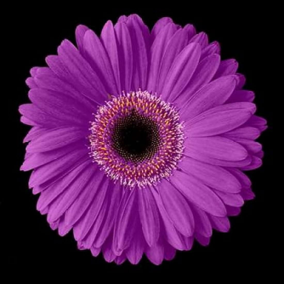 Purple Gerbera Daisy Canvas Art - Jim Christensen (24 x 24)