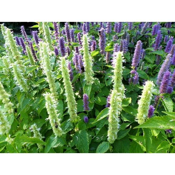 Purple Giant Hyssop Seeds for Planting (500 Seeds) Stunning Wildflowers - Agastache scrophulariifolia
