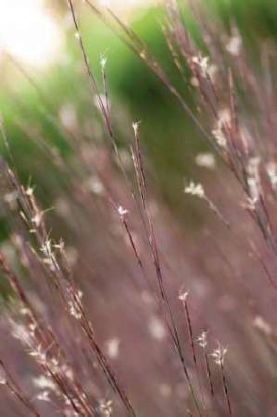 Purple Grasses I Canvas Art - Beth Wold (12 x 18)