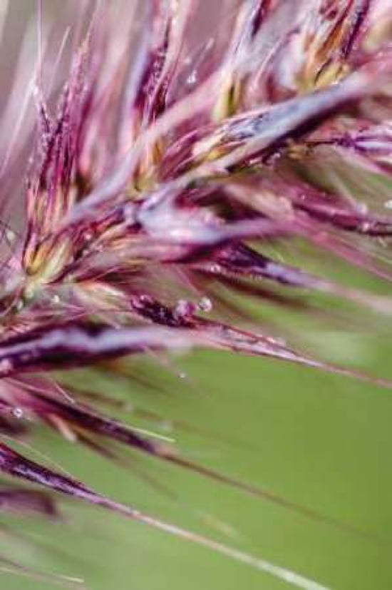 Purple Grasses II Canvas Art - Beth Wold (24 x 36)