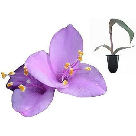 Purple Heart 10 Live Plants Setcreasea Pallida Tradescantia Blooming Wandering Vine Drought Tolerant Perennial Groundcover