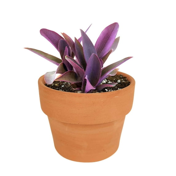 Purple Heart Tradescantia Pallida (4"+ Clay Pot) - Wandering Jew - Wandering Dude - Easy to Care Indoor Plant for Beginners - Live Healthy Indoor Plant