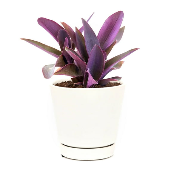 Purple Heart Tradescantia Pallida (4"+ Minimalist Pot) - Wandering Jew - Wandering Dude - Easy to Care Indoor Plant for Beginners - Live Healthy Indoor Plant