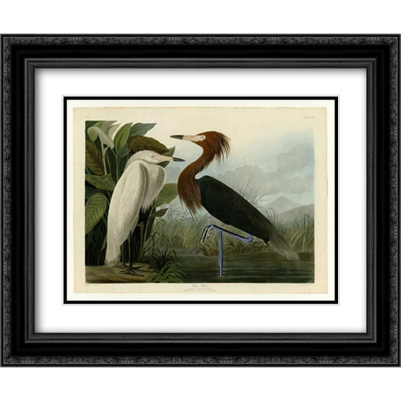 Purple Heron 2x Matted 24x20 Black Ornate Framed Art Print by Audubon, John James