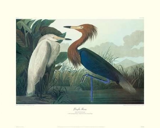 Purple Heron (decorative border) Canvas Art - John James Audubon (24 x 30)