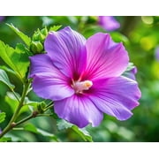 Purple Hibiscus Plant to Grow Easy to Grow Rooted Seedling Plants Stunning Blooming Bush One Seedling