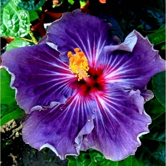 Purple Hibiscus Start Live Plant 5-7" Tall Seedling Plant Purple Hibiscus Flower Plant Perennial Flowering Shrub Outdoor Indoor Garden