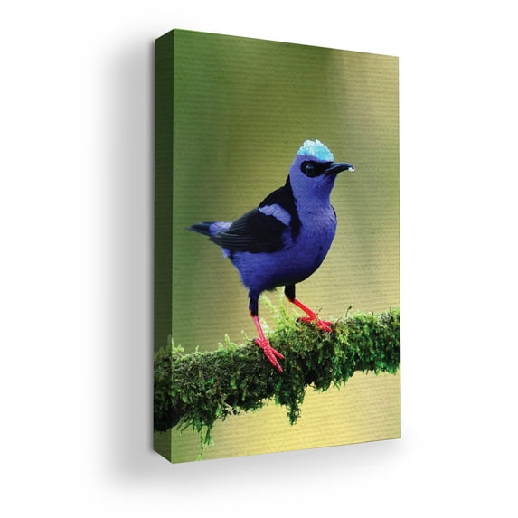 Purple Honeycreeper Canvas Wall Art by DreamController- 16X20 inches Bird Wall Decor | HD Printed & Wooden framed wall art | Modern Wall Decor for Gift | Made in USA