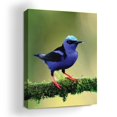 thumbnail image 1 of Purple Honeycreeper Canvas Wall Art by Mavis Print- 18X24 inches Bird Wall Decor | HD Printed & Wooden framed wall art | Modern Wall Decor for Gift | Made in USA, 1 of 5