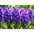 thumbnail image 1 of Purple Hyacinth Bulbs - Grow Indoors Now - Flower Bonsai - Pre Chilled (5 Bulbs), 1 of 1