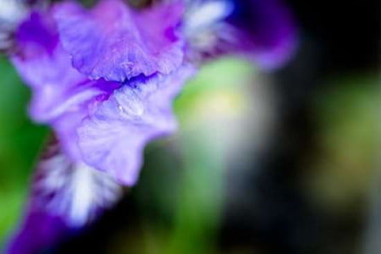 Purple Iris I Canvas Art - Beth Wold (12 x 18)
