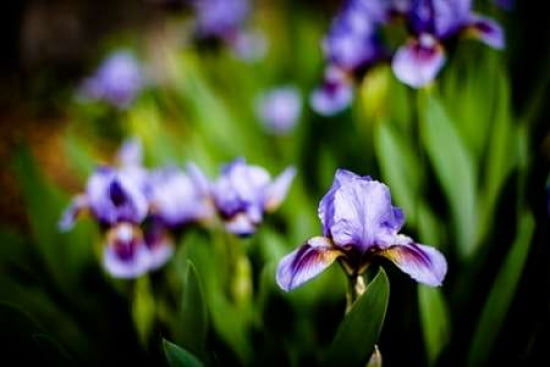 Purple Iris II Canvas Art - Beth Wold (12 x 18)