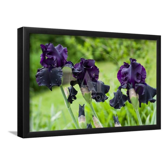 Purple Irises in Bloom Photo Print Poster, Framed Art Print Wall Art Sold by ArtCom