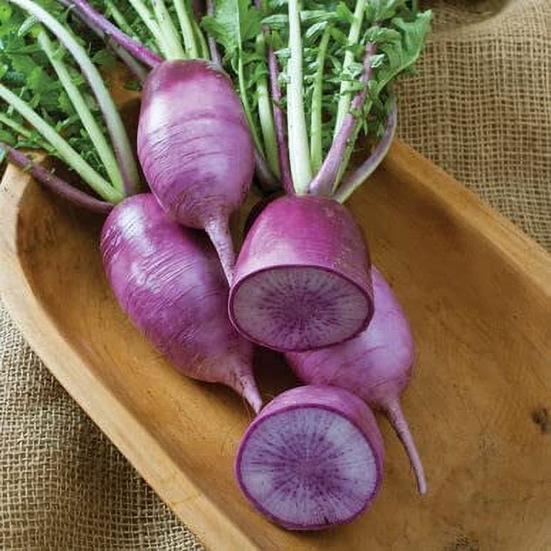 Purple Korean Radish Seeds for Planting 100+ Seeds Rare Garden Vegetable Seeds