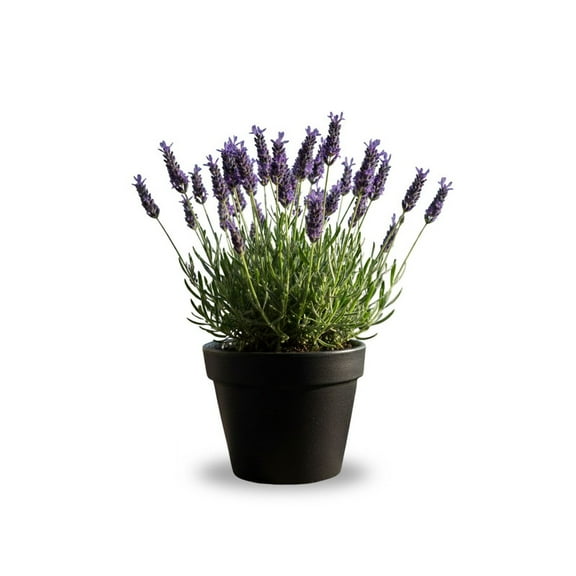 Purple Lavender Live Plant 4 Inches Tall, Perennial Lavender Flower for Garden or Pot