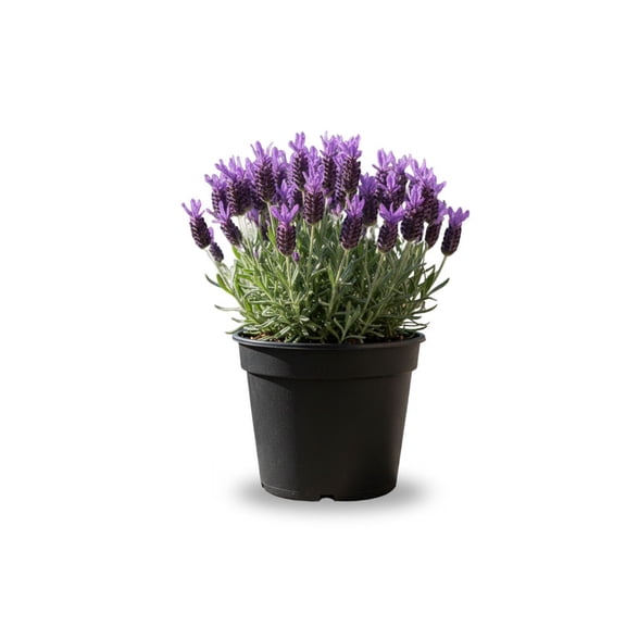 Purple Lavender Perennial Live Plant, Vibrant Lavender Flower for Outdoor Garden and Containers