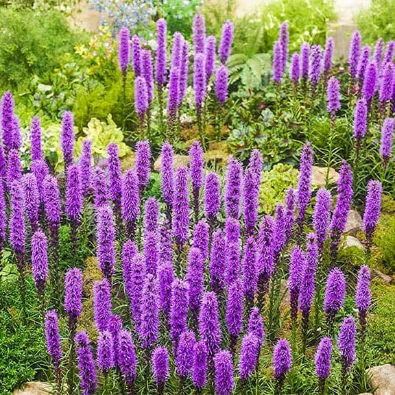 Purple Liatris Spicata Bulbs for Planting - Blazing Star - Ships from Iowa, Made in USA (20 Bulbs)