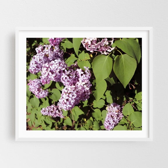 Purple Lilac Flower Bush - South Bend Indiana Photography Flowers Floral Botanical Garden Nature Scenic Summer White Framed Wall Art Print 6 x 8 inches