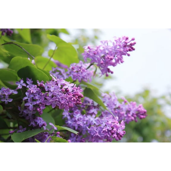 CZ Grain 1 Purple Lilac Plant Seeds, Fragrant Flowers