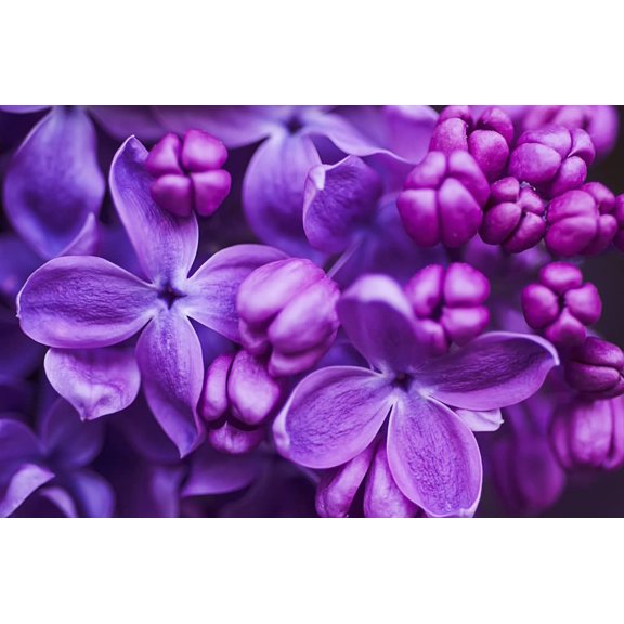 Purple Lilac Seeds for Planting - 100 Seeds - Stunning Purple Flowers, Great for Landscaping or Bonsai Specimen