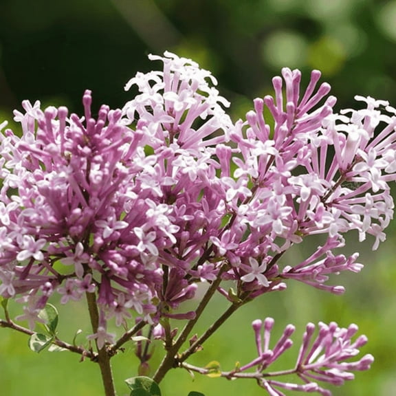 Purple Lilac Tree Plant Live, Fragrant Flowering Lilac Tree 6-10 Inches, No Ship to HI, AK, PR