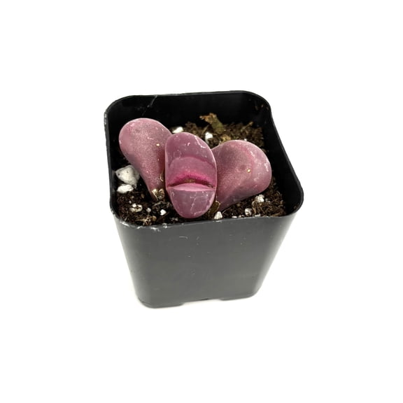 Purple Lithops Optica Rubra Live Plants 2in Pot, Easy to Grow