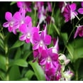 thumbnail image 1 of Purple Live Dendrobium Orchid Plant 6-10" Tall in 2.5 Inch Pot Sun, 1 of 8