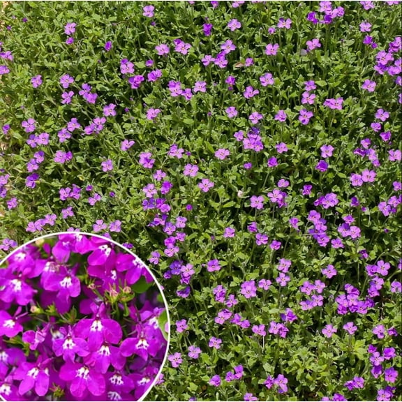 Purple Lobelia Plant Live for Planting, Regatta Series Lobelia Purple, Trailing Lobelia erinus Annual for Hanging Baskets, Containers, 2-4 Inch Tall, 3 Inch Pot