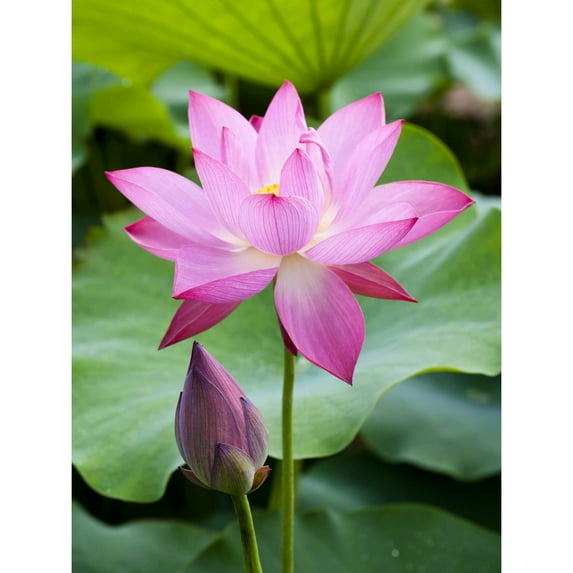 Purple Lotus Flower Photography Canvas Art 40 x 30